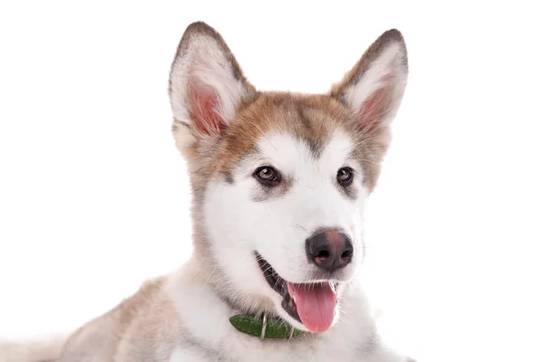 Ritratto di cucciolo Malamute isolato su bianco — Foto Stock