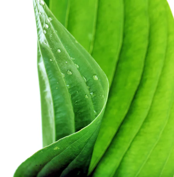 Feuille verte fraîche avec gouttes — Photo