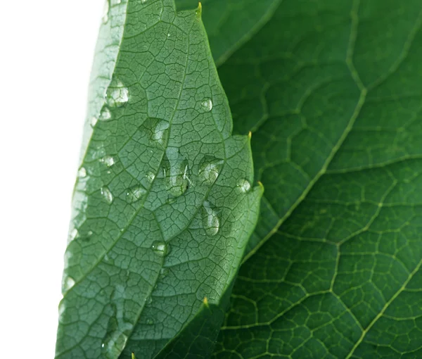 Fresh green leaf with drops — Stock Photo, Image