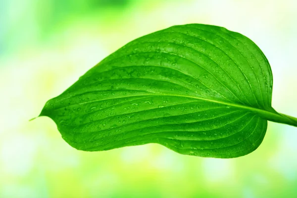 Färska gröna blad med droppar — Stockfoto
