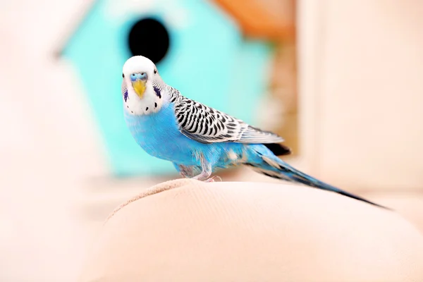 Budgerigar blu a casa — Foto Stock