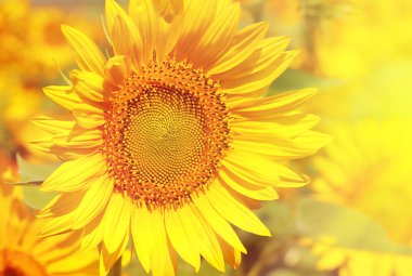 Güzel ayçiçeği alan güneş ışığı ile