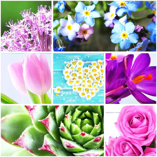 Collage med vackra blommor — Stockfoto