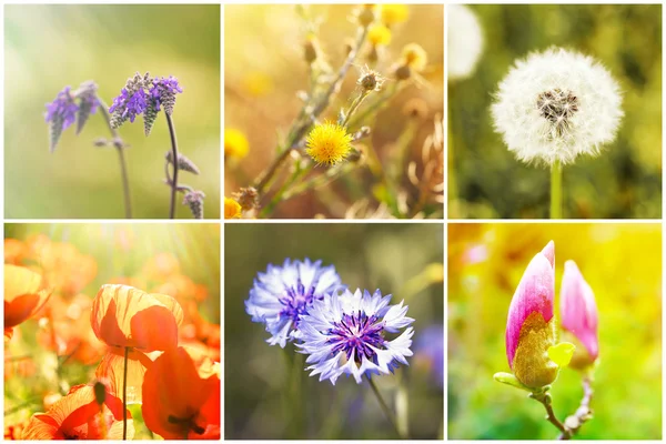 Gyönyörű természet kollázs, virágok — Stock Fotó