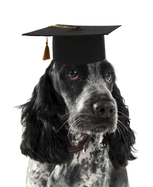 Russo spaniel con cappello laureato isolato su bianco — Foto Stock