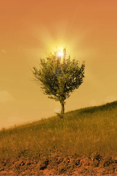 Beautiful sunset with tree — Stock Photo, Image