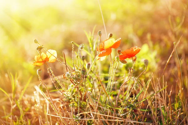 Beautiful poppies in field with sunlight — Stock Photo, Image