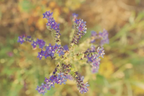 Hermosas flores en el campo con luz solar —  Fotos de Stock