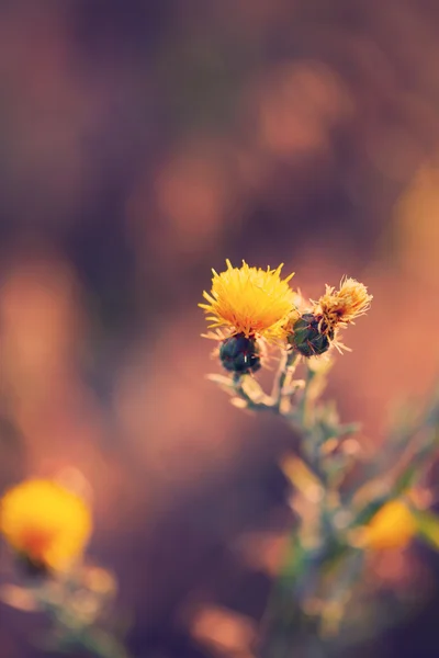 Bellissimi fiori selvatici nel campo con la luce del sole — Foto Stock