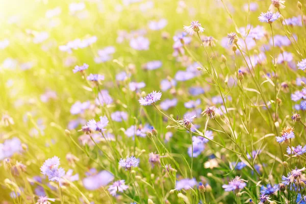 Красиві кукурудзяні квіти в полі з сонячним світлом — стокове фото