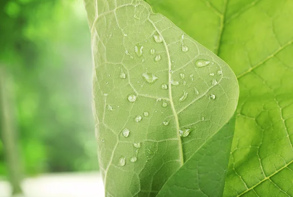 Verse groene blad met druppels close-up — Stockfoto