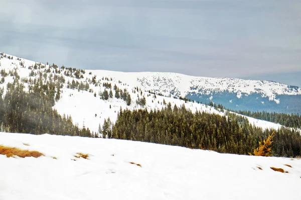 Carpathian Mountains in wintertime with sunlight — Stock Photo, Image