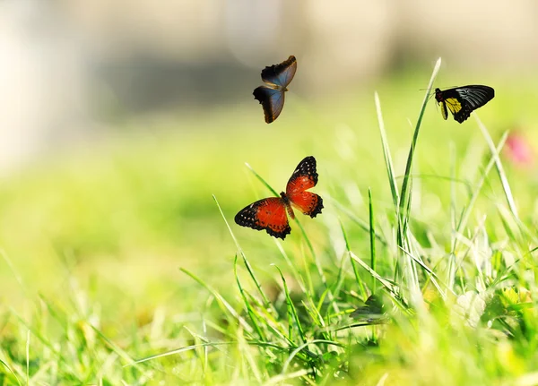 Beaux papillons sur l'herbe verte — Photo