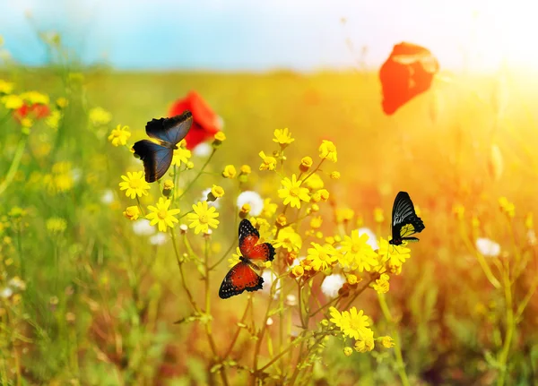 Beautiful butterflies on meadow flowers — Stock Photo, Image