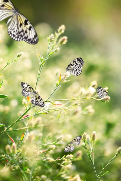 Belas borboletas em flores silvestres — Fotografia de Stock