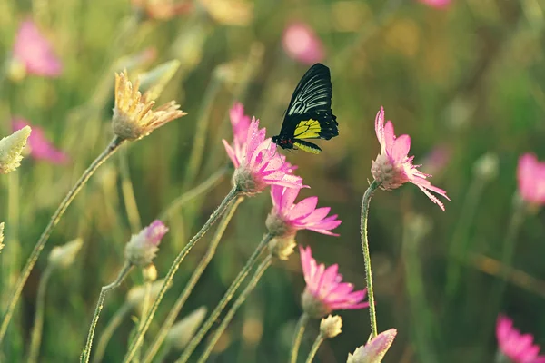 Hermosa mariposa en flor — Foto de Stock