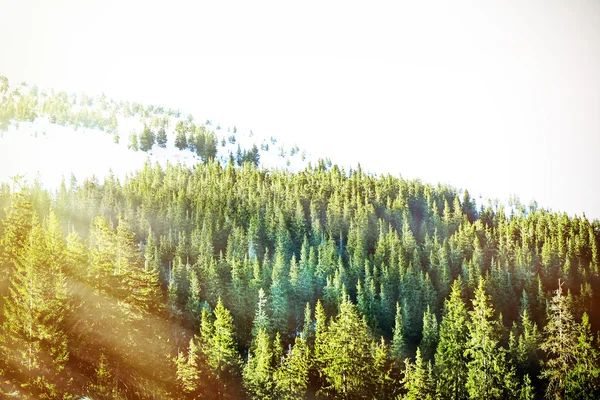 Bela vista das Montanhas Cárpatas no inverno com luz solar — Fotografia de Stock