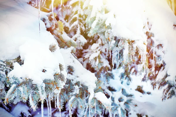 Tanne mit Schnee und Eiszapfen mit Sonnenlicht — Stockfoto