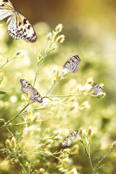 Hermosas mariposas en flores silvestres —  Fotos de Stock