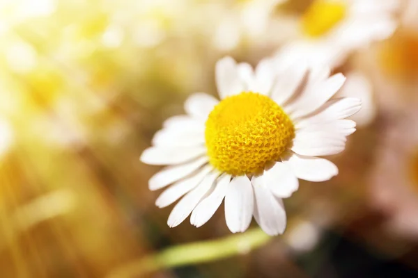 Hermosas margaritas con luz solar — Foto de Stock