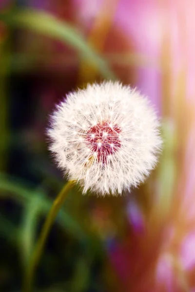 緑の背景に白いタンポポ — ストック写真