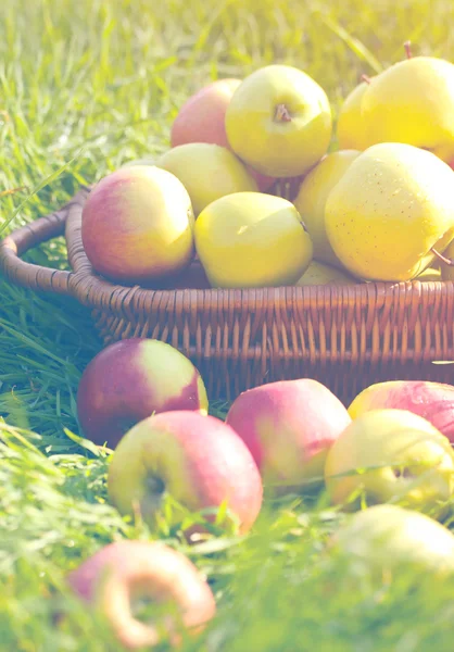 Korb mit frischen reifen Äpfeln im Garten auf grünem Gras — Stockfoto