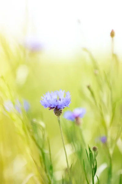 Schöne Kornblumen mit Sonnenlicht — Stockfoto