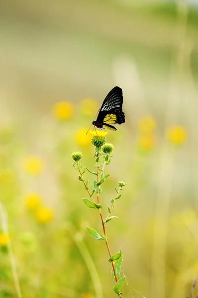 꽃에 달린 아름다운 나비 — 스톡 사진