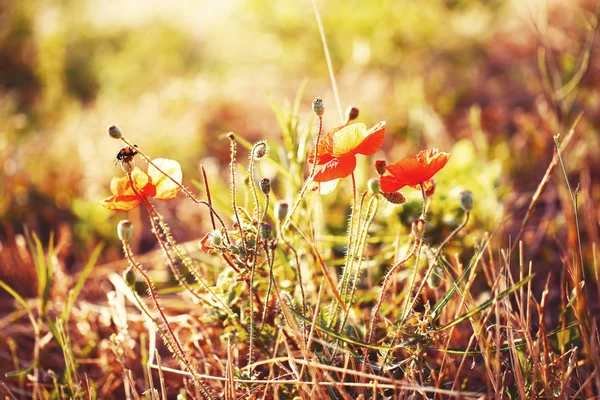 Hermosas amapolas en el campo con luz solar — Foto de Stock