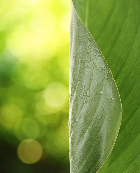 Fresh green leaf with drops close-up — Stock Photo, Image