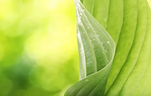 Fresh green leaf with drops close-up — Stock Photo, Image