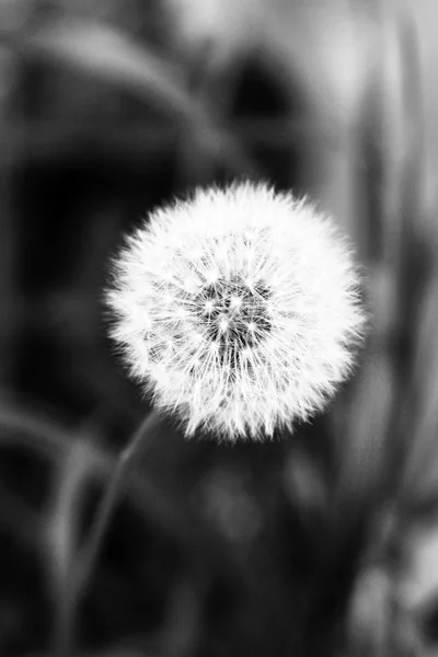 White dandelion in shades of grey — Stock Photo, Image