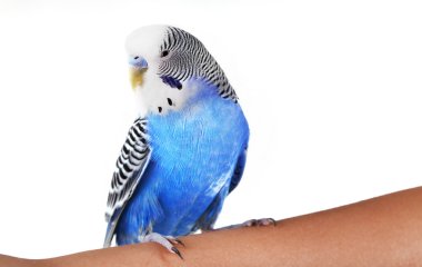 Budgerigar on hand isolated on white  clipart