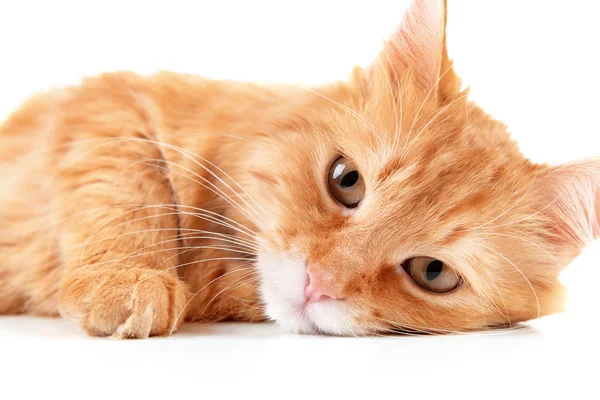 Retrato de gato rojo aislado sobre blanco — Foto de Stock