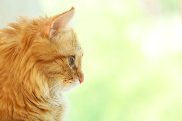 Красная кошка смотрит в окно, крупным планом — стоковое фото