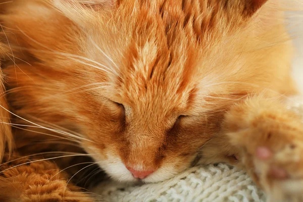 Nahaufnahme einer ruhenden roten Katze — Stockfoto