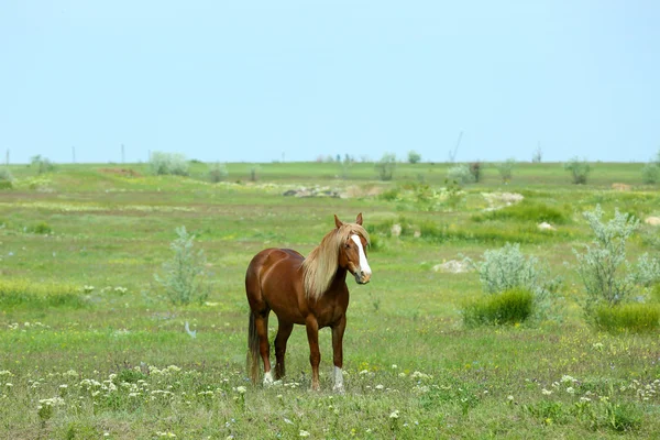 Piękny koń brązowy pasące się na łące — Zdjęcie stockowe
