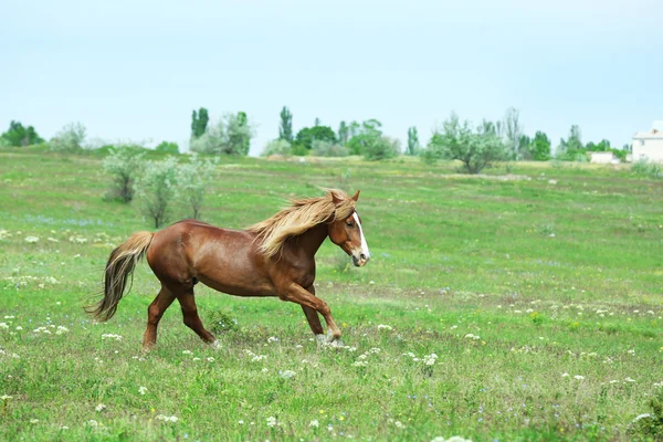 Schönes braunes Pferd weidet auf der Weide — Stockfoto