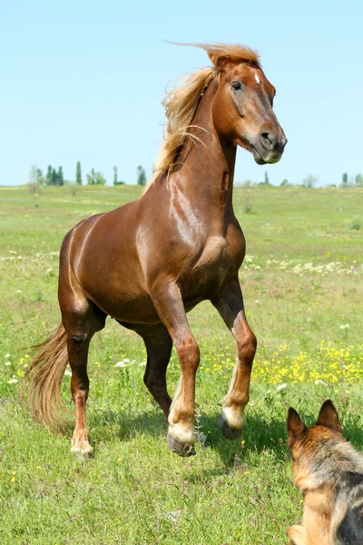 Belo cavalo marrom pastando no prado — Fotografia de Stock