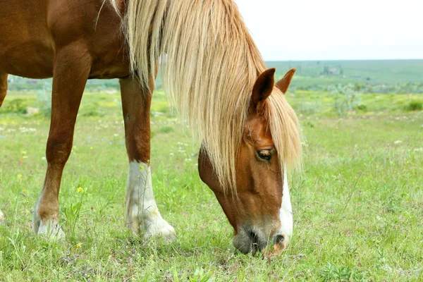 Vackra bruna häst som betar på ängen — Stockfoto