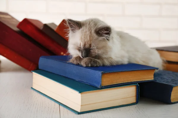 Lindo pequeño gato —  Fotos de Stock