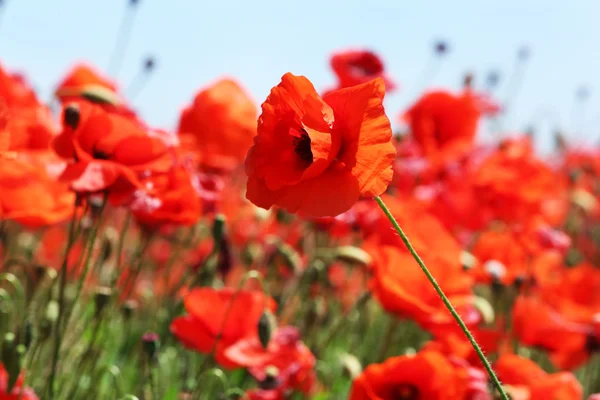赤いケシの花と緑の草のクローズ アップ — ストック写真