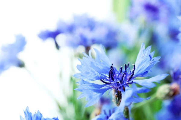 Lindas pequenas flores de milho perto — Fotografia de Stock