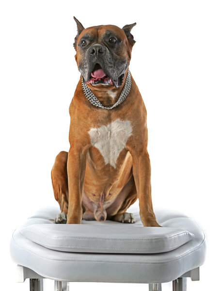 Расслабляющая собака на массажном столе, на светлом фоне
