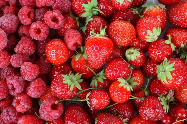 Mix of different berries as background — Stock Photo, Image