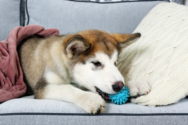 Niedlichen alaskan malamute Welpen mit Spielzeugball auf dem Sofa, Nahaufnahme — Stockfoto