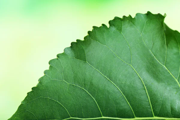 Färska gröna blad på natur bakgrund — Stockfoto