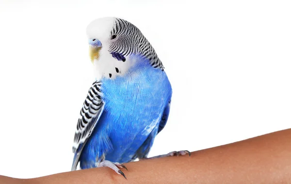 Budgerigar na mão isolado em branco — Fotografia de Stock