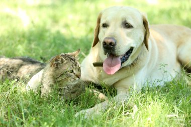Dostu köpek ve kedi yeşil çim arka plan üzerinde dinlenme