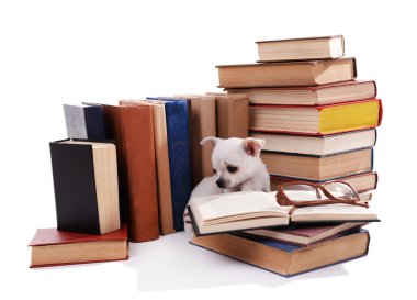 çok güzel chihuahua köpek üzerinde beyaz izole kitap yığını
